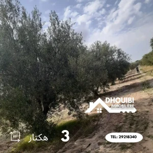 expert-immobilier-terrain-agricole-a-vendre-a-kairouan