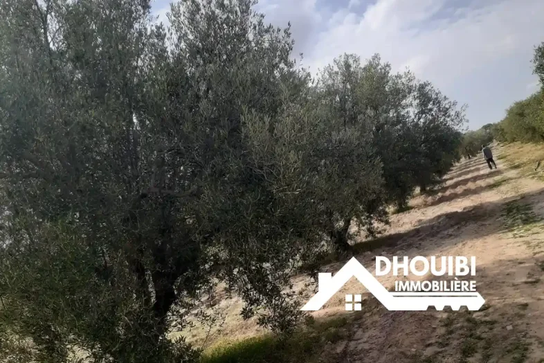 expert-immobilier-terrain-agricole-a-vendre-a-kairouan