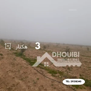 terrain-agricole-a-vendre-a-kairouan-