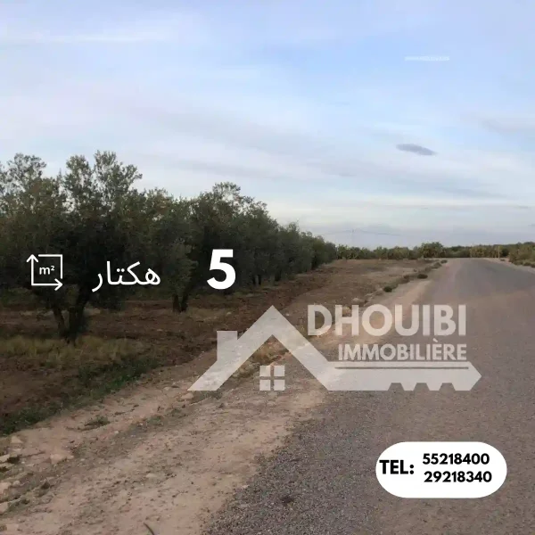 samsar-kairouan-tunisie-terrain-agricole-a-vendre-3