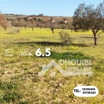 terrain-agricole-6-hectar-a-vendre-a-kairouan