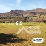 terrain-agricole-6-hectar-a-vendre-a-kairouan-41