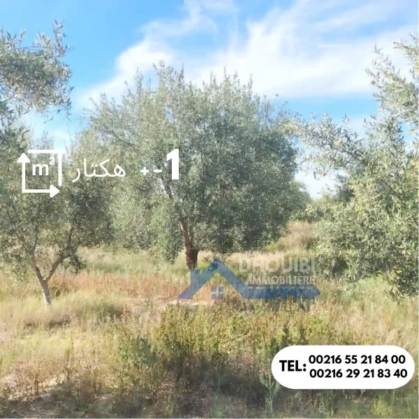 1-hactar-sidi-ali-ben-salem-kairouan