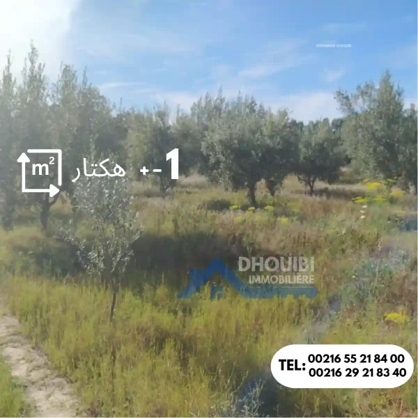 1-hactar-sidi-ali-ben-salem-kairouan