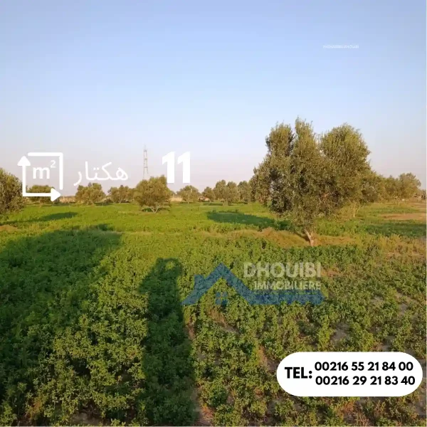 ferme-de-11-hectar-a-vendre-kairouan