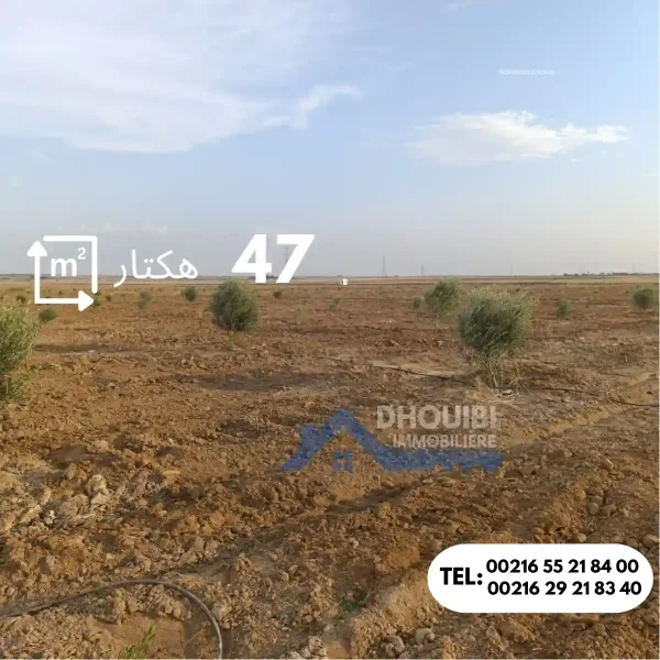 47-hectar-titre-bleu-individuel-a-vendre-a-kairouan