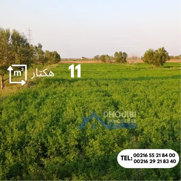 ferme-de-11-hectar-a-vendre-kairouan
