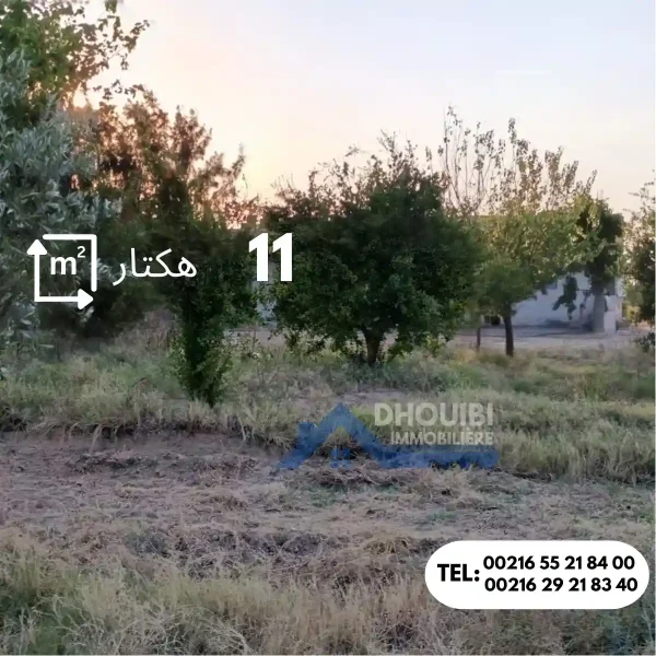ferme-de-11-hectar-a-vendre-kairouan