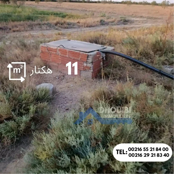 ferme-de-11-hectar-a-vendre-kairouan