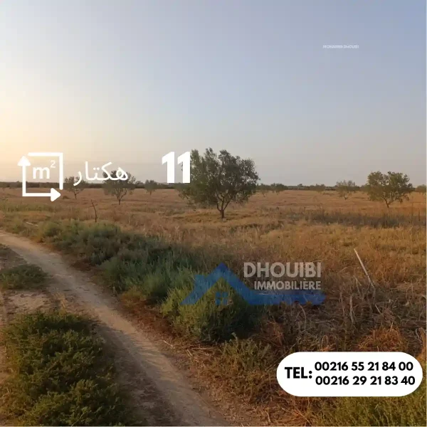 ferme-de-11-hectar-a-vendre-kairouan