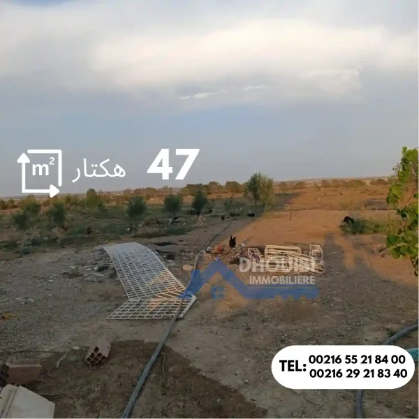 47-hectar-titre-bleu-individuel-a-vendre-a-kairouan