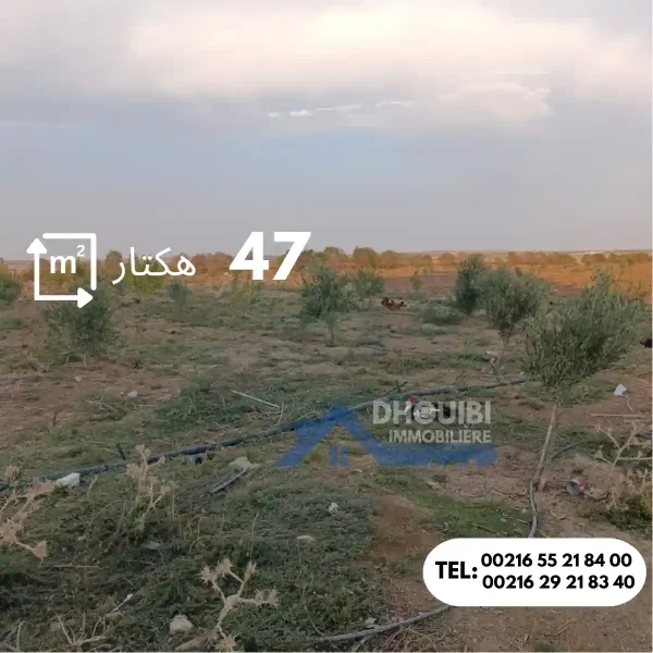 47-hectar-titre-bleu-individuel-a-vendre-a-kairouan