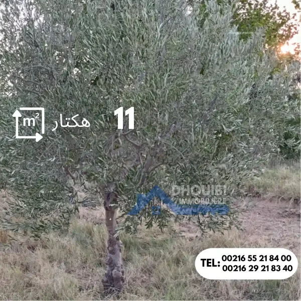 ferme-de-11-hectar-a-vendre-kairouan