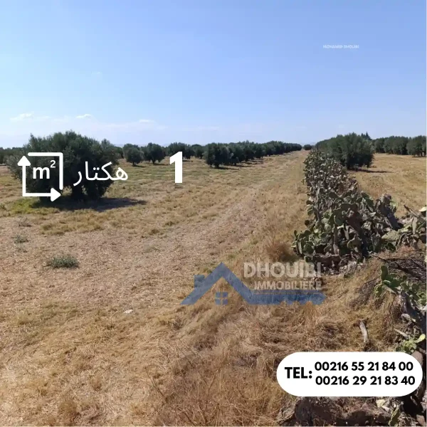 1-hectar-a-vendre-kairouan