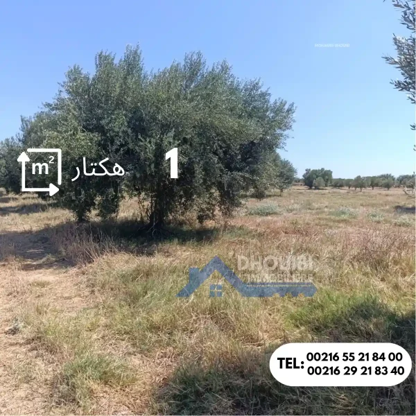 1-hectar-a-vendre-kairouan