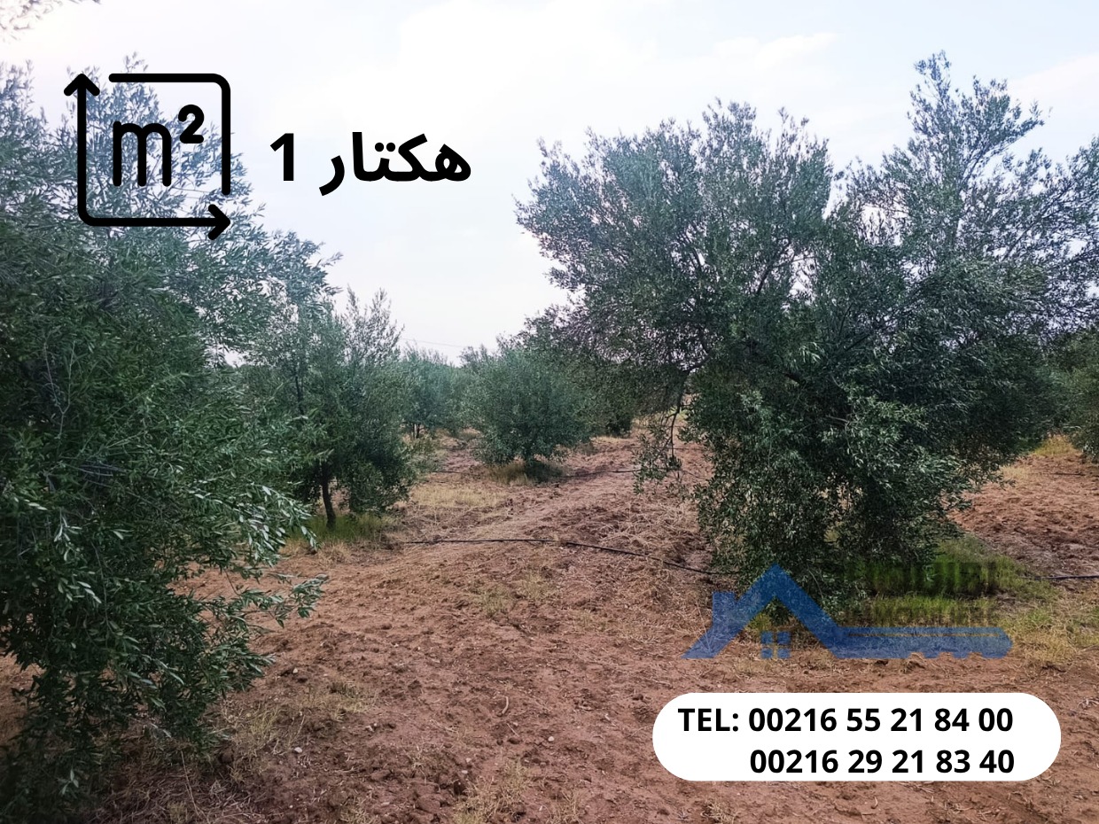 WhatsApp-Image-2026-07-20-at-2.40.29-AM